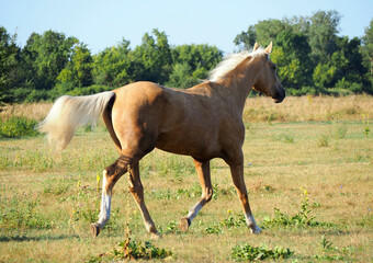 The warmblood palomino mare trots on a meadow	

