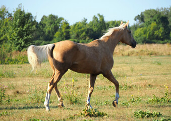 The warmblood palomino mare trots on a meadow	

