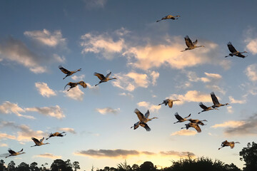 Flock of Sandhill Crane (Antigone canadensis) in flight