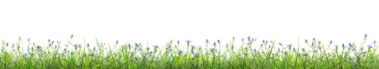 blue flowers and grass isolated on white background