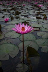 Lotus flower in garden pond, beautiful blooming flower