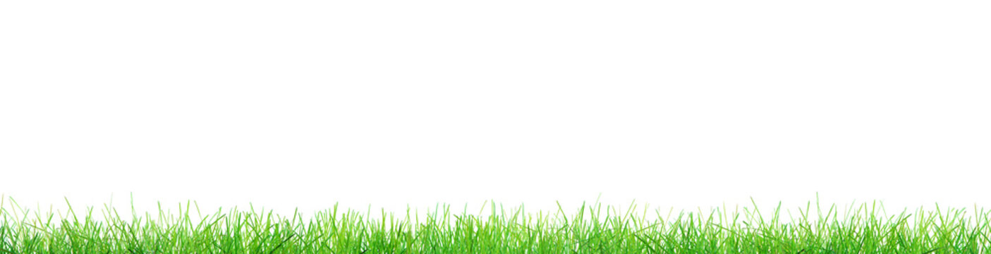 green grass isolated on white background illustration