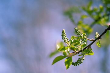 A green branch with clusters of buds on a spring morning against the background of a garden and a blue sky. Background. Selective focus