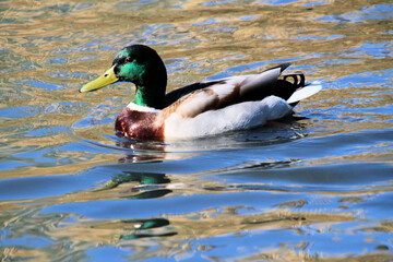 A close up of a Mallard Duck on the water