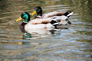 A close up of a pair of Mallard Ducks