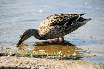 A close up of a Mallard Duck on the water