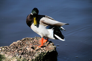 A close up of a Mallard Duck on the water
