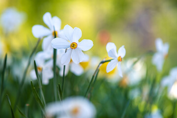 White tender narcissus flowers blooming in spring garden.