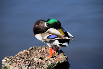 A close up of a Mallard Duck on the water