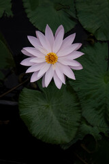 Lotus flower in garden pond, beautiful blooming flower