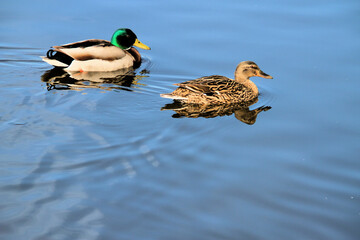 A close up of a pair of Mallard Ducks