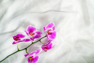 Naklejka na ściany i meble The branch of purple orchids on white fabric background 