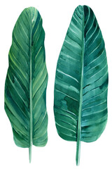 Palm Leaves. Watercolor elements of plants on a white background, jungle botanical painting. Clipart
