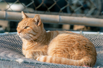 猫