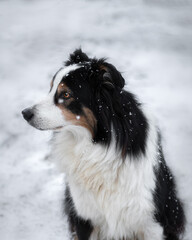 Australian Shephard Collie im Winter mit Schneeflocken 