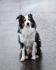 Australian Shephard Collie im Winter mit Schneeflocken 