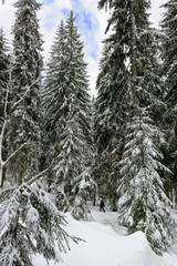 Hiker in the winter forest