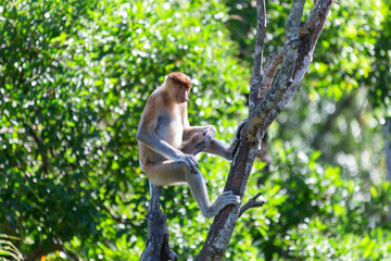The proboscis monkey (Nasalis larvatus) or long-nosed monkey is a reddish-brown arboreal Old World monkey with an unusually large nose. It is endemic to the southeast Asian island of Borneo.