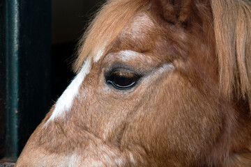 Close up profile portrait of the left eye of a calm looking brown pony horse with star