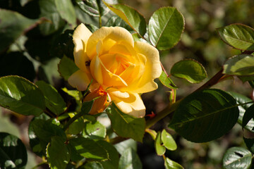 Yellow rose flower head in full bloom on rose plant close-up view