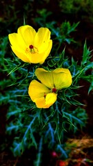Obraz na płótnie Canvas yellow tulip flower