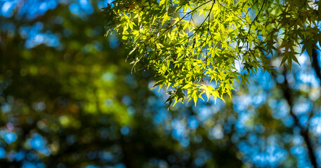 秋の綺麗な緑色の紅葉の風景
