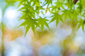 秋の綺麗な緑色の紅葉の風景