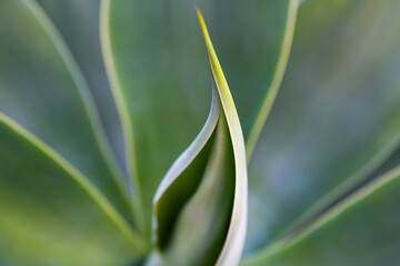 Agave cactus. Cactus backdround, cacti design or cactaceae pattern.