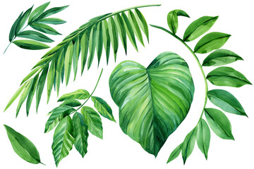Leaves of tropical plants on white background, watercolor botanical illustration, design elements.