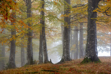 Fog covering an autumn forest.
