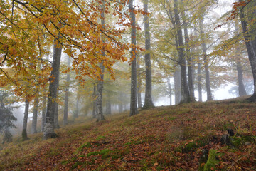 Fog covering an autumn forest.