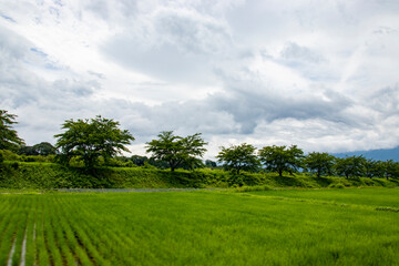 Fototapeta na wymiar 長野県伊那市の山々、夏の色を受けて青と緑に包まれる。