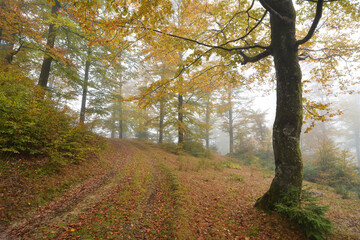 Fog covering an autumn forest.