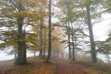 Colorful autumn forest covered by fog