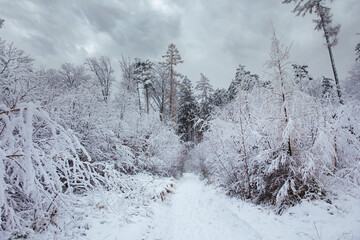 Ośnieżona droga przez las. Zima w lesie.