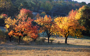 Golden trees at autumn time