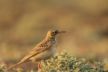 Paddyfield pipit bird on ground. The paddyfield pipit or Oriental pipit is a small passerine bird in the pipit and wagtail family. Anthus rufulus.