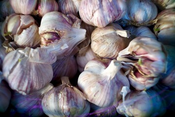 fresh garlic on market