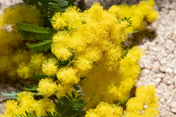 ミモザの花のUP