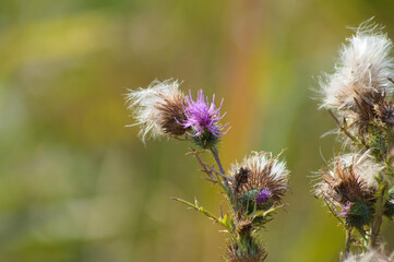 Bull thistle in bloom and seeds close-up view with green blurred background