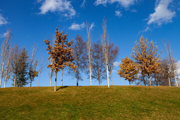 Fall trees on the hill against the background of the sky.