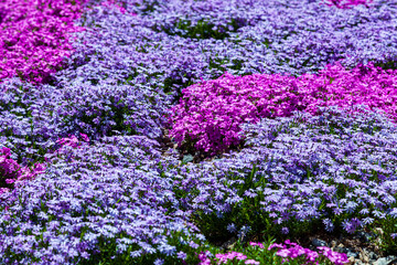 Obraz premium Beautiful floral background.