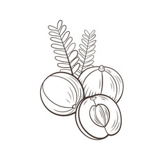 gooseberries, amla illustration, berries with leaves isolated, outline flat icon template, black and white illustration.