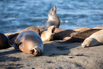 Fototapeta premium Fur seals on rocky shore of beach. Arctocephalus forsteri.