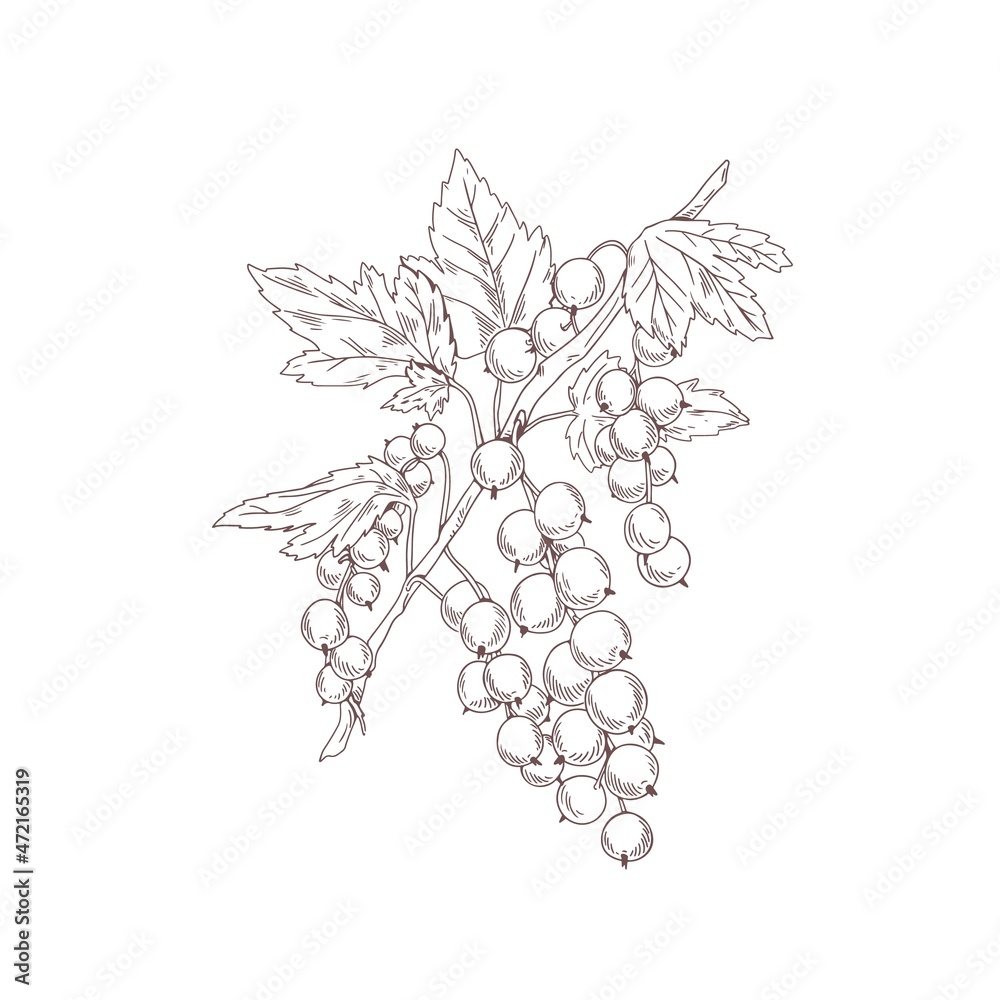 Poster outlined currant branch. botanical drawing of redcurrant plant. vintage sketch of fruit sprig. handd