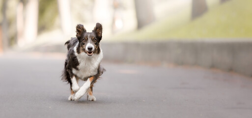 Dog running. Fast pet. Active Border Collie dog breed in the park. Close up action shot