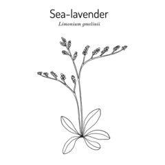 Sea-lavender Limonium gmelinii , medicinal plant
