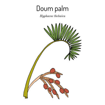 Doum palm or gingerbread tree Hyphaene thebaica , medicinal plant