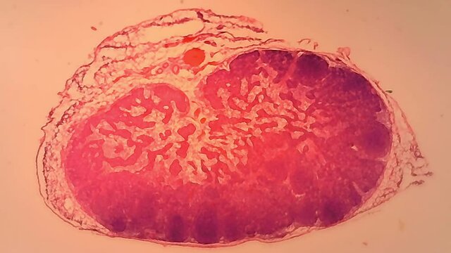 Microscope Rabbit Lymph Node Section 500x