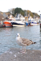 Seagull in harbour of a fishing port in Port-en-Bessin-Huppain, Normandy, northern France